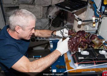 Astronauts Grow Red Lettuce aboard International Space Station