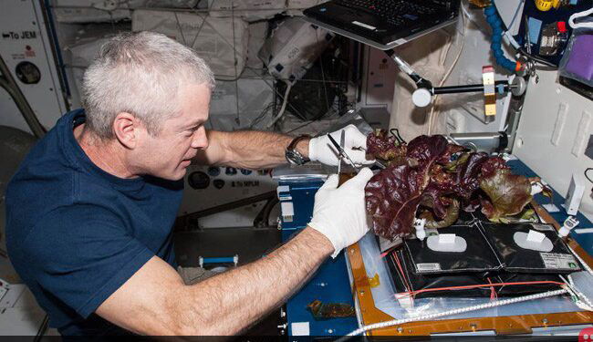 Astronauts Grow Red Lettuce aboard International Space Station
