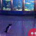 Aquarium Penguins take a ‘field trip’ during closure, charm netizens