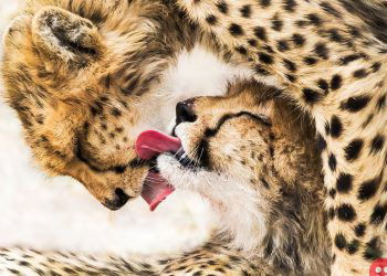 Winners of Sony World Photography Awards 2020 revealed!