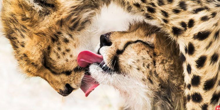 Winners of Sony World Photography Awards 2020 revealed!