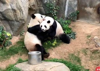 Giant pandas mate for the first time in 10 years, thanks to closure of zoo due to coronavirus