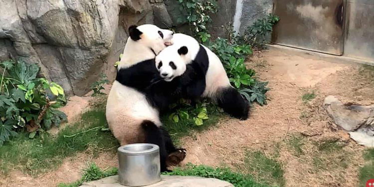 Giant pandas mate for the first time in 10 years, thanks to closure of zoo due to coronavirus