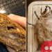 Quarantined people share their epic baking failed attempts!