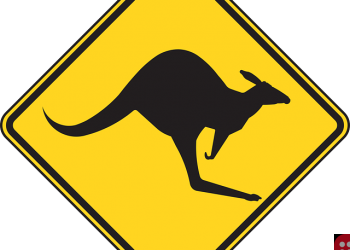 Kangaroo spotted hopping though empty streets of Adelaide