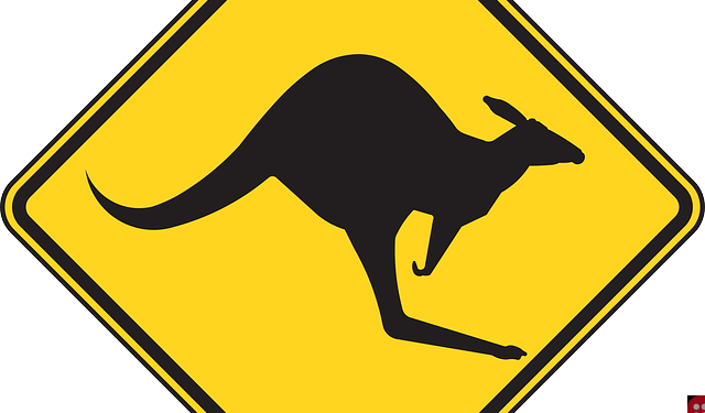 Kangaroo spotted hopping though empty streets of Adelaide