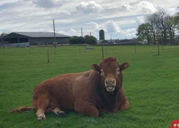Bull knocks off electric pole in a bid to scratch ‘itchy bum’