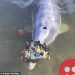 Loving Dolphin brings presents for humans in exchange for meal