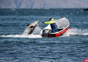 During lockdown, Irish fisherman befriends lonely dolphin