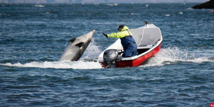 During lockdown, Irish fisherman befriends lonely dolphin