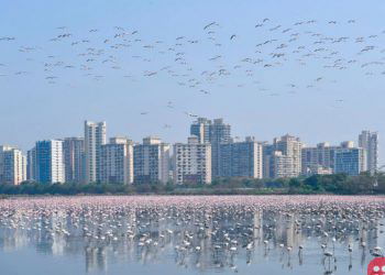Thousands of flamingos flock to Mumbai amid coronavirus lockdown