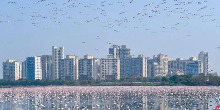 Thousands of flamingos flock to Mumbai amid coronavirus lockdown