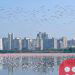 Thousands of flamingos flock to Mumbai amid coronavirus lockdown