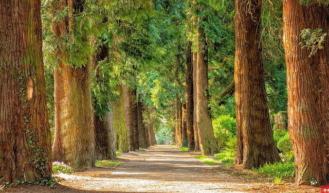 Pakistan employs 63,000 unemployed workers to plant saplings