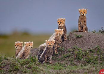 ‘Remembering Wildlife’ announces winners of Cheetah Photography Competition
