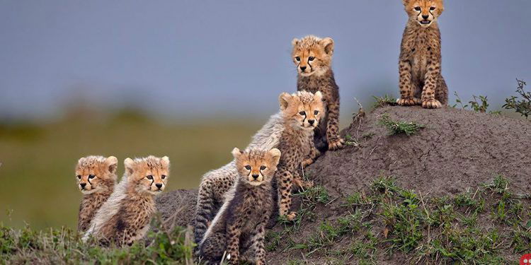 ‘Remembering Wildlife’ announces winners of Cheetah Photography Competition