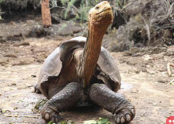 Endangered tortoises released into the wild after successful breeding program