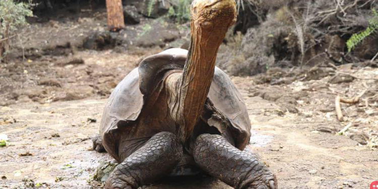 Endangered tortoises released into the wild after successful breeding program
