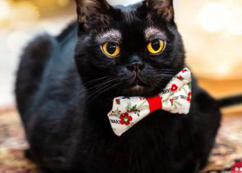 Meet Cornelius Cornbread: The sassy, sweet, stylish cat who is taking the internet by storm