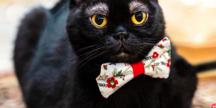Meet Cornelius Cornbread: The sassy, sweet, stylish cat who is taking the internet by storm