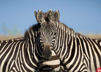 Netizens just can’t agree on which Zebra is in the front!