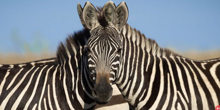 Netizens just can’t agree on which Zebra is in the front!