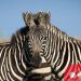 Netizens just can’t agree on which Zebra is in the front!
