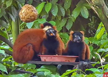 Rare red-ruffed lemur twins born at Singapore zoo make a public appearance