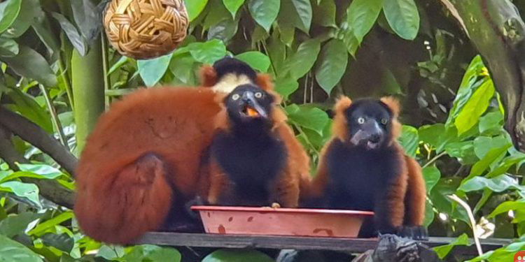 Rare red-ruffed lemur twins born at Singapore zoo make a public appearance