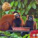 Rare red-ruffed lemur twins born at Singapore zoo make a public appearance