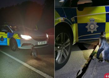 Police pick up penguin waddling through village in UK