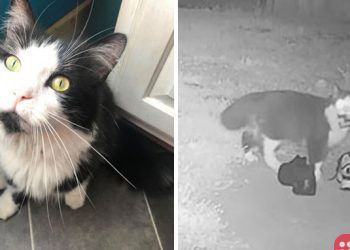 Meet Jordan: The adorable theiving cat!