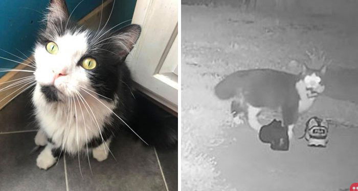 Meet Jordan: The adorable theiving cat!