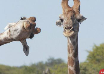 Have a look at the finalists of the Comedy Wildlife Photography Awards