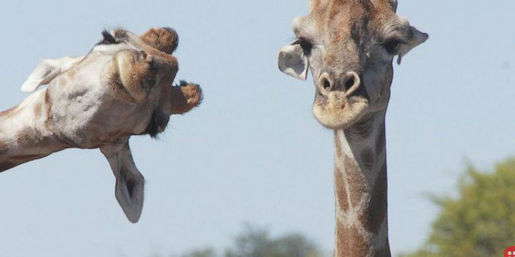 Have a look at the finalists of the Comedy Wildlife Photography Awards