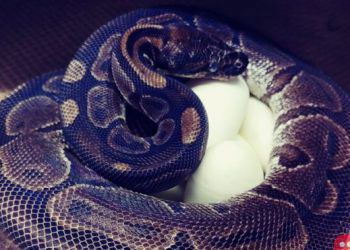 Ball python at Saint Louis Zoo lays eggs without male help