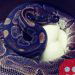 Ball python at Saint Louis Zoo lays eggs without male help