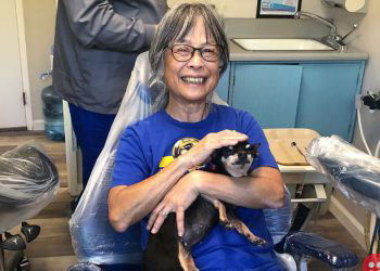 Meet Kismet, the Chihuahua that comforts patients at a California dentist office