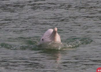 Pink dolphin numbers surge in Hong Kong as pandemic halts ferries