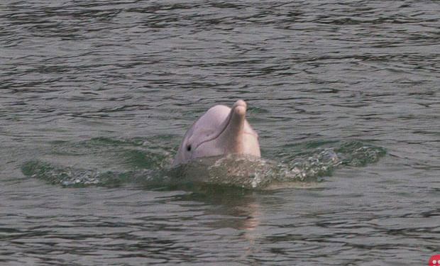 Pink dolphin numbers surge in Hong Kong as pandemic halts ferries