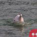 Pink dolphin numbers surge in Hong Kong as pandemic halts ferries