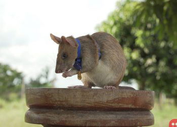 Meet Magawa: The rat that received a bravery award!