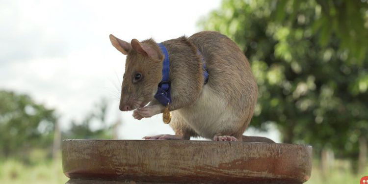Meet Magawa: The rat that received a bravery award!