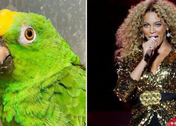 This parrot delivers an amazing rendition of Beyonce’s ‘If I were a boy’