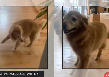Meet Baker, the adorable dog that dances when it’s dinner time!