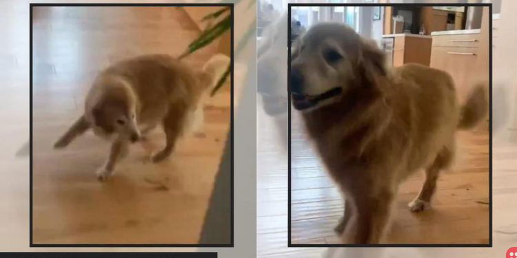 Meet Baker, the adorable dog that dances when it’s dinner time!