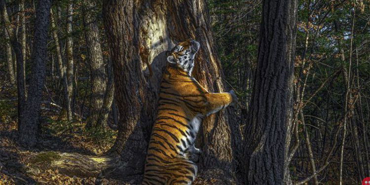 Have a look at the breathtaking pictures that have won the wildlife photo award