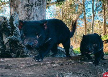 Tasmanian devils return to Australian mainland after 3,000 years