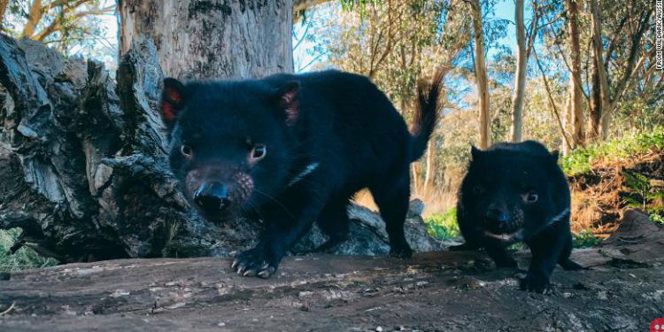 Tasmanian devils return to Australian mainland after 3,000 years