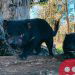 Tasmanian devils return to Australian mainland after 3,000 years